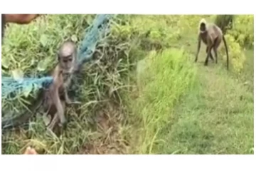 வேலியில் சிக்கி உயிருக்கு போராடிய குட்டி குரங்கு… அடுத்து நடந்த சம்பவம்...  கண்கலங்க வைத்த வீடியோ வைரல்