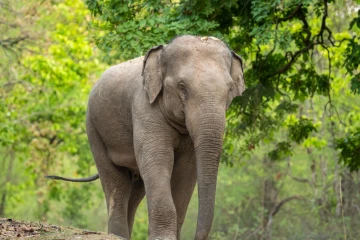 காட்டு யானை தாக்கியதில் நபர் உயிரிழப்பு