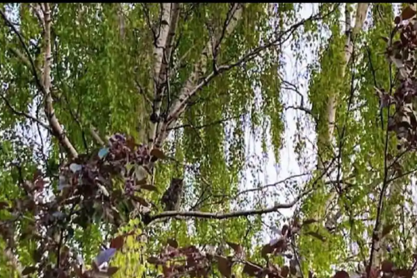 சவாலை ஏற்க தயாரா? 30 நொடிகளில் 3 ஆந்தைகளை கண்டுப்பிடியுங்கள் | Can You Solve This Picture Puzzle In 30 Seconds