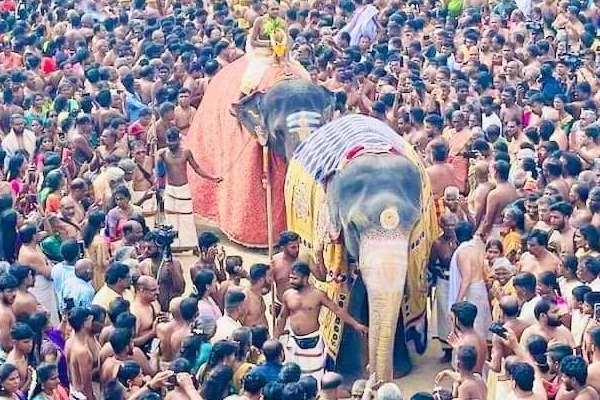 யாழிற்கு யானைகள் கொண்டு செல்ல கட்டுப்பாடு! | Restrictions On Transporting Elephants Jaffna