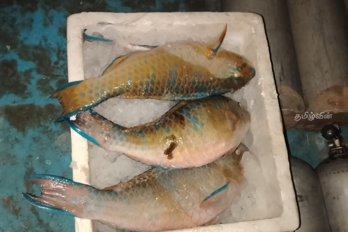 திருகோணமலையில் கடலட்டைகளுடன் ஐவர் கைது! | Five Arrested With Seashells In Trincomalee