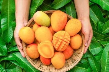 ஒரே நேரத்தில் அதிக மாம்பழங்களை சாப்பிட்டால் என்ன நடக்கும் தெரியுமா?