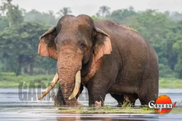 කාවන්තිස්ස ඇත් රජුට ජීවිත තර්ජන