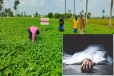 வேட்டையின் விபரீதம் ; பயிர்ச்செய்கை நிலத்தில் உயிரை காவுகொண்ட வெடிப்பு சம்பவம்