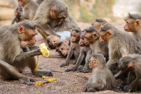 குரங்குகள் இடையே பரவும் ஆபத்தான நோய்; மக்களே அவதானம் | Dangerous Disease Spreading Among Monkeys