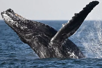 மீனவரை விழுங்கிய திமிங்கலம்: பின்னர் நிகழ்ந்த ஆச்சரியம்