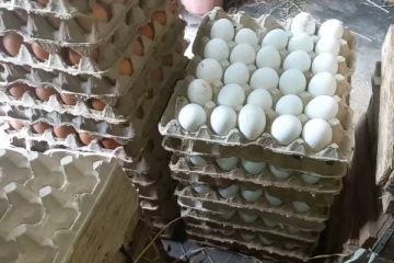 முட்டைகளுக்கு தொடர்ந்தும் தட்டுப்பாடு! முட்டைப் பண்ணையாளர்கள் விசனம் (video)