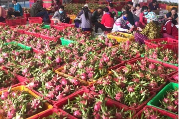 டிராகன் பழ  இறக்குமதியை தடுத்த கொரோனா!