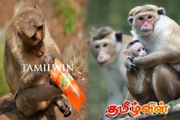 கடைகளில் கொள்ளையடிக்கும் குரங்குகள் - கடும் நெருக்கடியில் மக்கள்