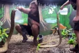 Snake Video: படமெடுத்து நிற்கும் பாம்பிற்கு தண்ணீர் கொடுக்கும் நபர்... பயமுறுத்தும் பகீர் காட்சி