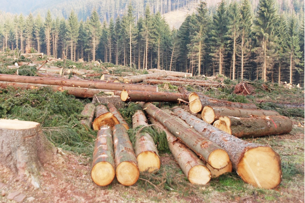 சமையல் எரிவாயு தட்டுப்பாட்டால் அழிவடையும் காடுகள் - ஐபிசி தமிழ்