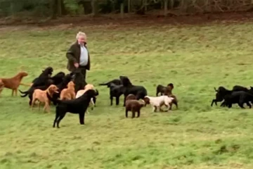 இங்கிலாந்தில் புயலால் அறுந்து விழுந்த மின்கம்பி... 13 செல்லப்பிராணிகளுக்கு நேர்ந்த பரிதாபம்