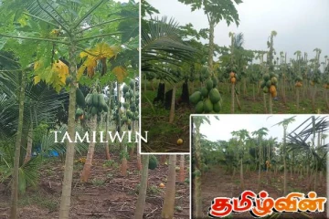 தொடர் கன மழையால் வவுனியா மாவட்ட விவசாயிகளுக்கு ஏற்பட்டுள்ள பாதிப்பு