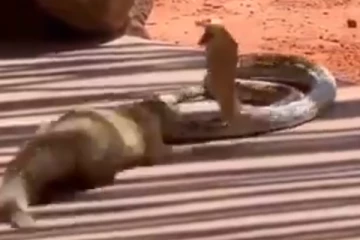 ஆக்ரோஷமாக படமெடுக்கும் வெள்ளை நாகம்...துளியும் பயமின்றி போராடும் கீரி! இறுதியில் நடந்த அதிரடி திருப்பம்