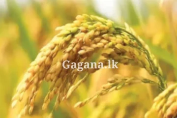 යල කන්නයේ වී මිලට ගැනීම අදින් ඇරඹේ...