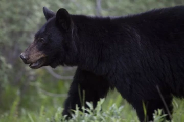 கனடாவில் சைக்கிளோட்டிச் சென்ற தம்பதி மீது கரடிகள் கொடூர தாக்குதல்