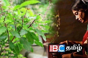 துளசி செடியை வளர்த்து வழிபடுவதால் என்ன நடக்கும் தெரியுமா...?