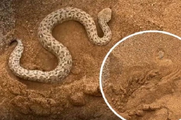 அசுர வேகத்தில் மணலுக்குள் தன்னை தானே புதைத்துக்கொள்ளும் பாம்பு... எதற்காக தெரியுமா?