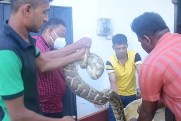 வனஜீவராசிகள் திணைக்கள வலயப்பொறுப்பதிகாரியை தீண்டிய மலைப்பாம்பு (Photos)