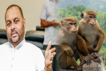 இலங்கையின் குரங்குகள் மீது ஆர்வம் காட்டும் பல நாடுகள்: மகிந்த அமரவீர