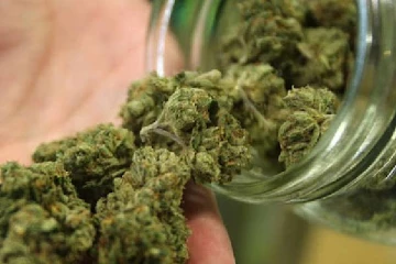 பூச்சாடியில் கஞ்சா...விளக்கமறியலில் 19 வயது இளைஞன்