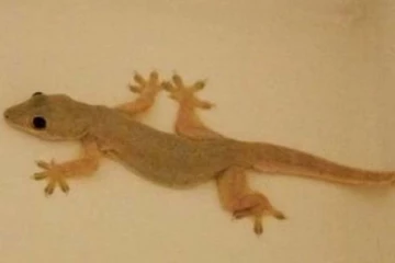 உடம்பில் பல்லி எந்த இடத்தில் விழுந்தால் அதிர்ஷ்டம்? பொதுவாக பலன்கள் இதோ