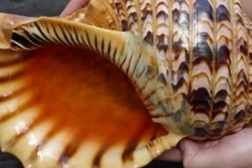 කෝටියක වාලම්පුරියකට නොහිතපු වෙලාවක සිදු වූ දේ..