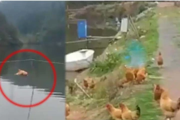 அந்தரத்தில் பறந்து ஆற்றைக் கடந்த கோழி! நம்பமுடியாத பகீர் காட்சி