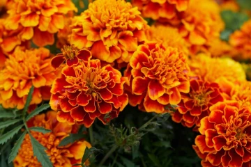 சாமந்தி பூ பற்றி நாசா சொல்வது என்ன? வியப்பூட்டும் நன்மைகள்