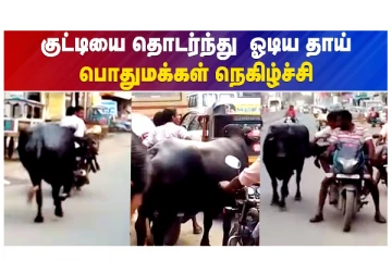 குட்டியைத் தொடர்ந்து ஓடிய தாய் - பொதுமக்கள் நெகிழ்ச்சி