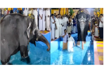 நீச்சல் குளத்தைப் பார்த்தவுடன் குழந்தை போல் ஓடி வந்த கும்பகோண ’மங்களம்’ யானை...!