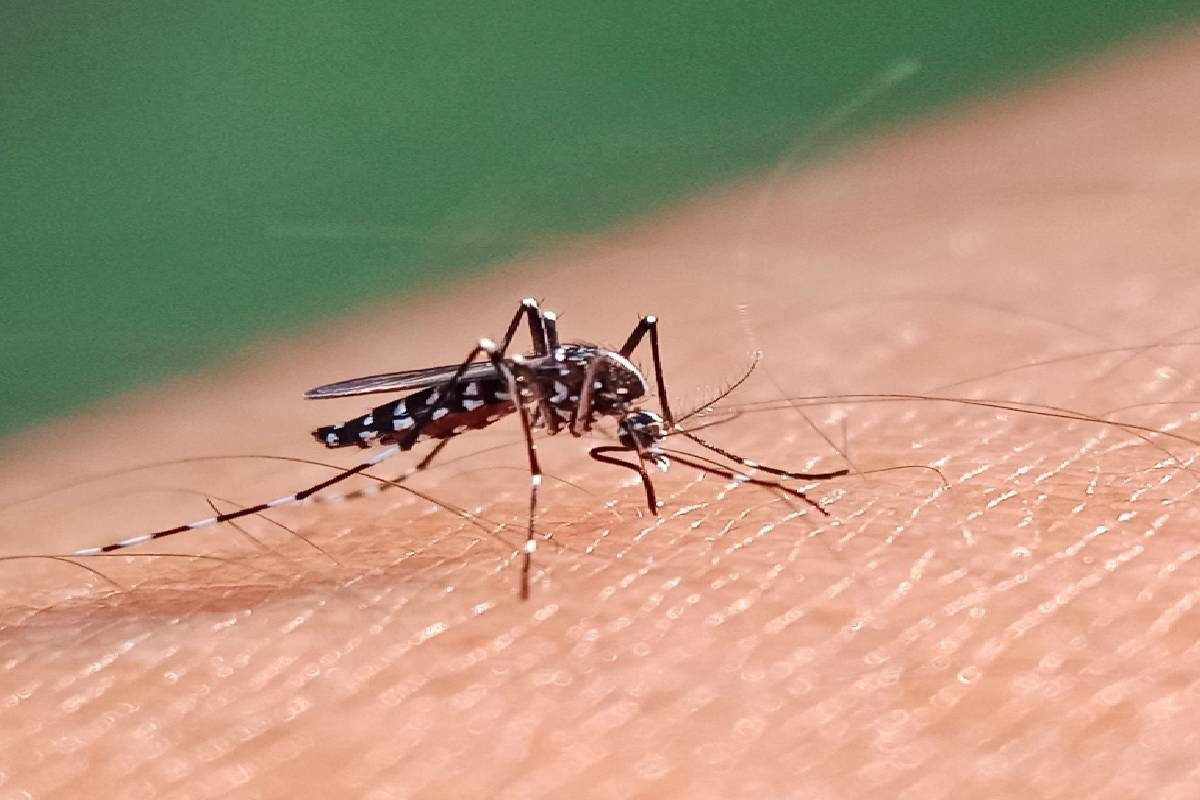 டெங்கு பரவல் தீவிரம் ; ஜனாதிபதி செயலணியை அமைக்க கோரிக்கை | Dengue Request To Form A Presidential Task Force டெங்கு பரவல் தீவிரம் ; ஜனாதிபதி செயலணியை அமைக்க கோரிக்கை | Dengue Request To Form A Presidential Task Force