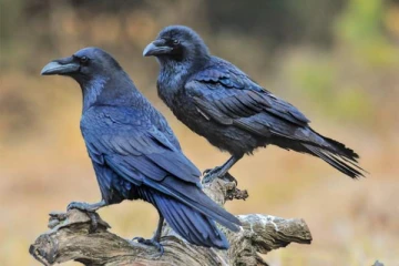 காகம் வீட்டிற்கு வந்தால் நீங்கள் பணக்காரர் தான் - கட்டாயம் தெரிஞ்சிக்கோங்க