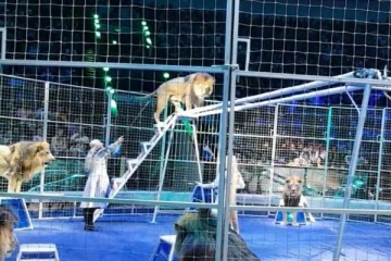 சர்க்கஸ் நிகழ்ச்சியில் பயிற்சியாளரை தாக்கிய சிங்கம்; கணவரைக் காப்பாற்றிய மனைவி!