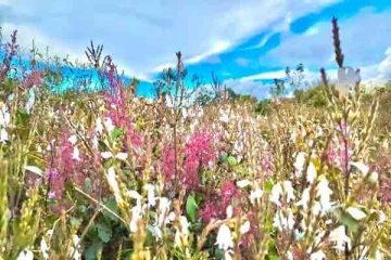 ஹோர்டன் சமவெளிக்கு குறிஞ்சி மலர்கள் பார்க்க செல்பவர்களுக்கு முக்கிய அறிவித்தல்