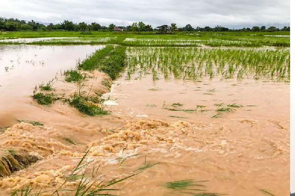 அனர்த்தத்தில் பாதிக்கப்பட்ட விவசாயிகளுக்கான முக்கிய அறிவிப்பு | Agricultural Crops Affected By Floods