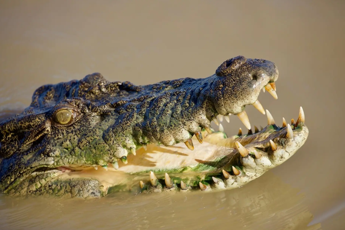 கற்களை விரும்பி உண்ணும் முதலைகள்.., என்ன காரணம் தெரியுமா? | Why Do Crocodiles Eat Stones In Tamil கற்களை விரும்பி உண்ணும் முதலைகள்.., என்ன காரணம் தெரியுமா? | Why Do Crocodiles Eat Stones In Tamil