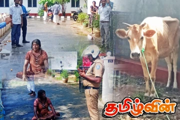 வேலணை பிரதேச சபையினுள் அத்துமீறி நுழைந்த பசு! உரிமையாளர் போராட்டம்!