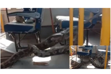 பள்ளி பேருந்தில் ஒளிந்திருந்த மிக நீண்ட ராட்சத மலைப்பாம்பு - வைரலாகும் அதிர்ச்சி வீடியோ