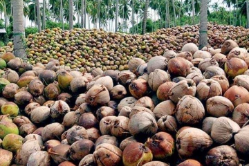 ඉඩමේ පාළු මැකීමට ගිය බෑණාට, නැන්දම්මා සිදුකළ කවුරුත් නොසිතූ වැඩේ..!