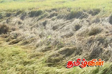 கந்தளாயில் ஏறி பூச்சி தாக்கம்:விவசாயிகள் விடுத்துள்ள கோரிக்கை