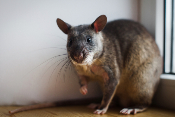 22-inch rat found in UK