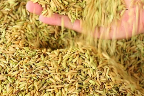 நெல் கொள்வனவு தொடர்பில் வெளியான தகவல் | Deputy Minister S Assurance To Farmers