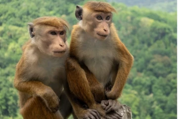 இலங்கை குரங்குகள் விவகாரம்! சீனாவிலிருந்து வந்த கையெழுத்தில்லா கடிதத்தால் எழுந்துள்ள சர்ச்சை