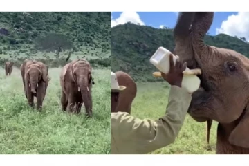 இங்கே... வாங்க... கூப்பிட்டதும்... குழந்தைபோல் குதித்து ஓடி வந்த யானைக் கூட்டம்! வீடியோ வைரல்