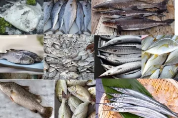 3500 ரூபா வரை உச்சம்தொட்ட மீன்களின் விலை