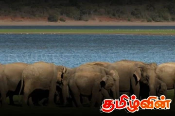 நீரில் மூழ்கடிக்கப்பட்ட 400 யானைகள்! மொரகஹகந்த திட்டத்தினால் நேர்ந்த சோகம்