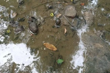 தமிழர் பகுதியில் ஆயுதங்களின் உதிரிப் பாகங்கள் உட்பட 5 கைக்குண்டுகள் மீட்பு!