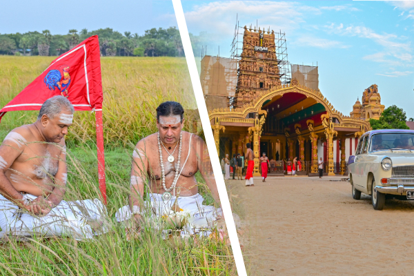 தைப்பூச தினத்தை முன்னிட்டு நல்லூர் கந்தனின் நெற்புதிர் அறுவடை நிகழ்வு | Thai Poosam Paddy Harvest Of Nallur Kandaswamy