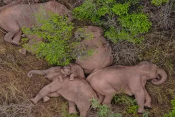 வழிதவறி 500 கி.மீ. நடந்து ஊருக்குள் வந்த யானைகள்